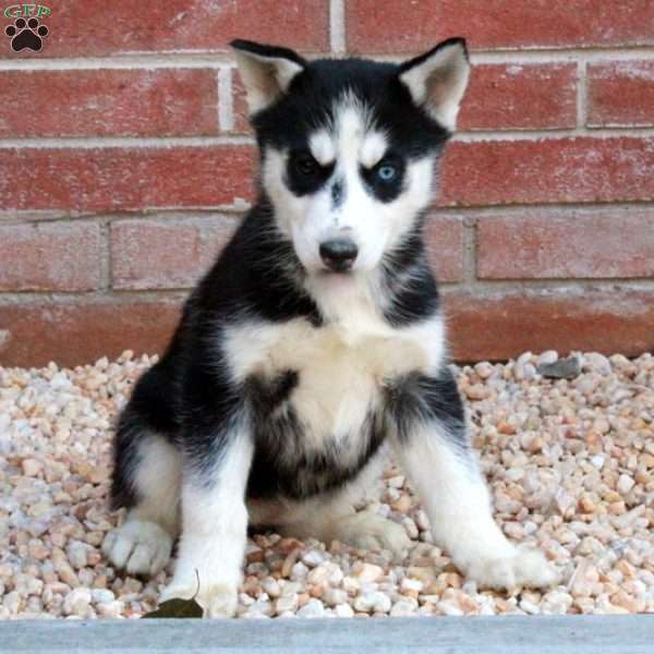 Sadie, Siberian Husky Puppy