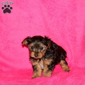 Sadie, Yorkie Puppy