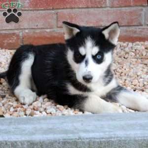 Sadie, Siberian Husky Puppy