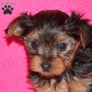 Sadie, Yorkie Puppy