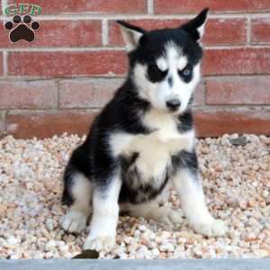 Sadie, Siberian Husky Puppy