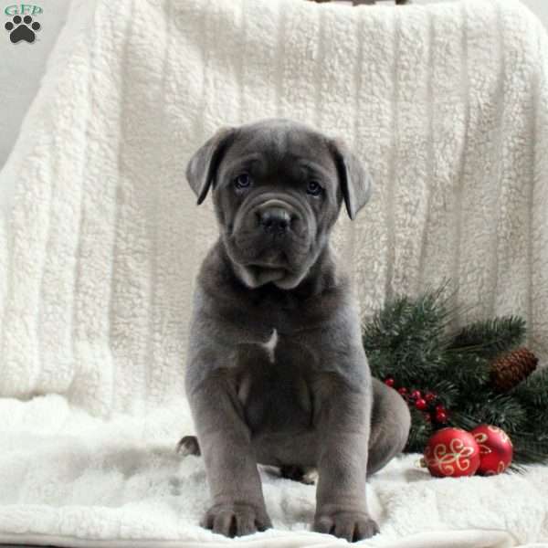 Sadie, Cane Corso Puppy