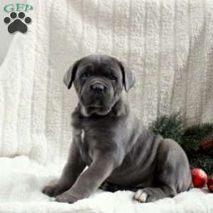 Sadie, Cane Corso Puppy