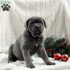 Sadie, Cane Corso Puppy