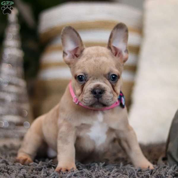 Sage, French Bulldog Puppy