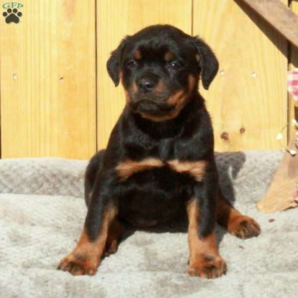 Sage, Rottweiler Puppy