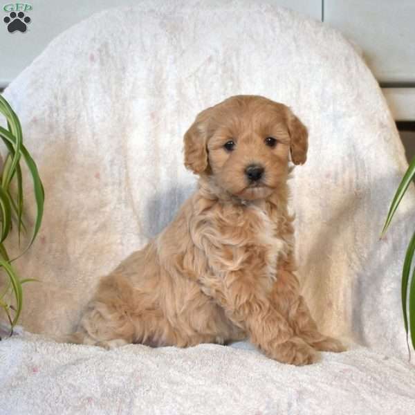 Sage, Mini Goldendoodle Puppy