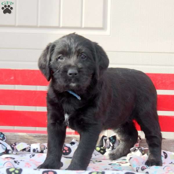 Sage, Labrador Mix Puppy