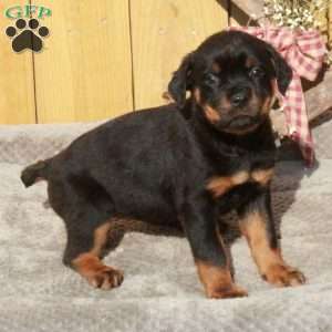 Sage, Rottweiler Puppy