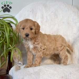 Sage, Mini Goldendoodle Puppy