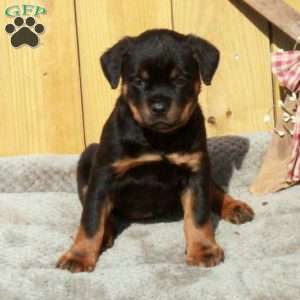 Sage, Rottweiler Puppy