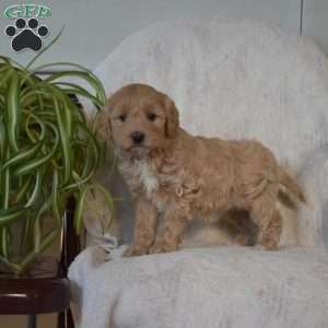 Sage, Mini Goldendoodle Puppy