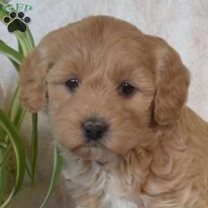 Sage, Mini Goldendoodle Puppy