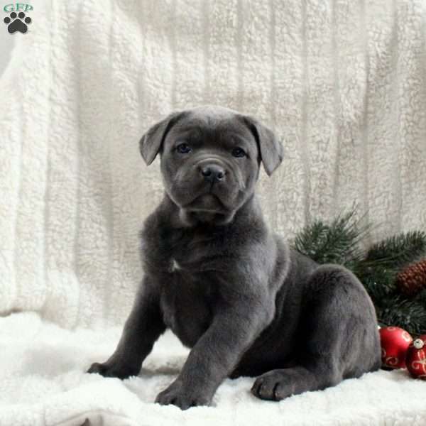 Sage, Cane Corso Puppy