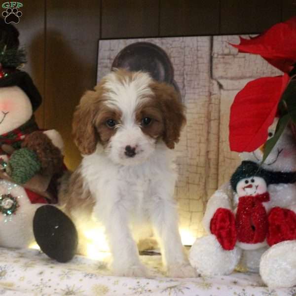 Saint, Cavapoo Puppy