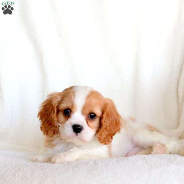 Saint, Cavalier King Charles Spaniel Puppy