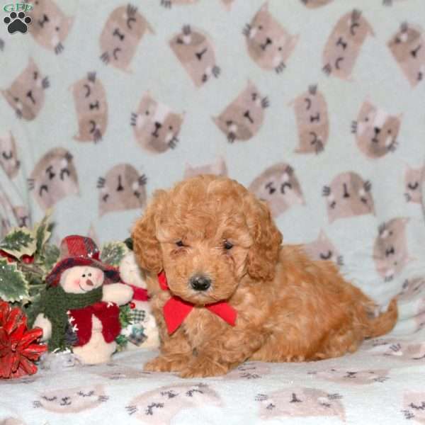 Saint, Miniature Poodle Puppy