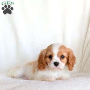 Saint, Cavalier King Charles Spaniel Puppy