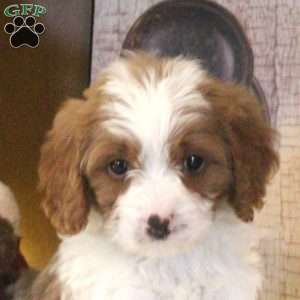 Saint, Cavapoo Puppy