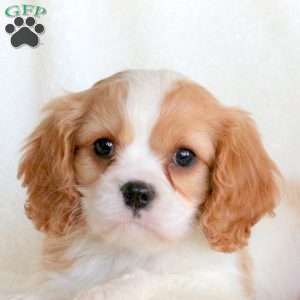 Saint, Cavalier King Charles Spaniel Puppy