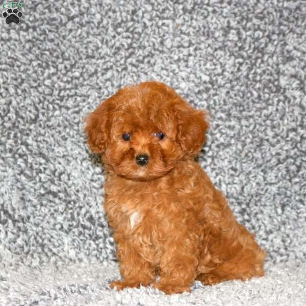 Sally, Cavapoo Puppy