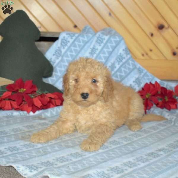 Sally, Mini Goldendoodle Puppy