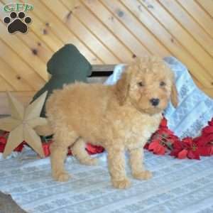 Sally, Mini Goldendoodle Puppy