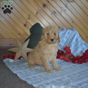 Sally, Mini Goldendoodle Puppy