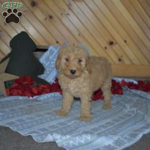 Sally, Mini Goldendoodle Puppy