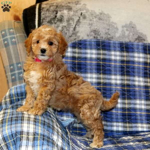 Sally, Cavapoo Puppy