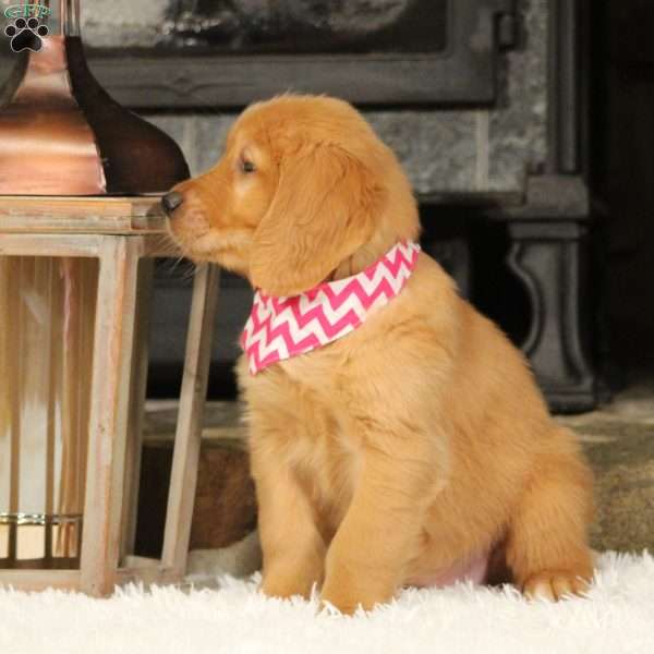 Sally, Golden Retriever Puppy