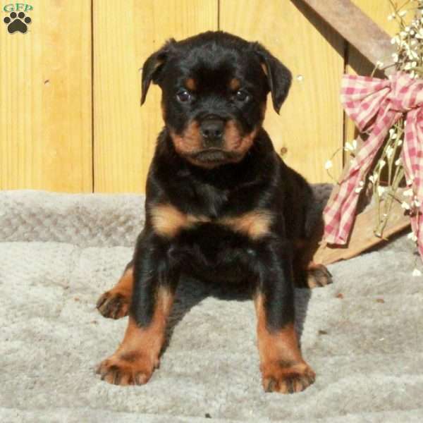 Samantha, Rottweiler Puppy