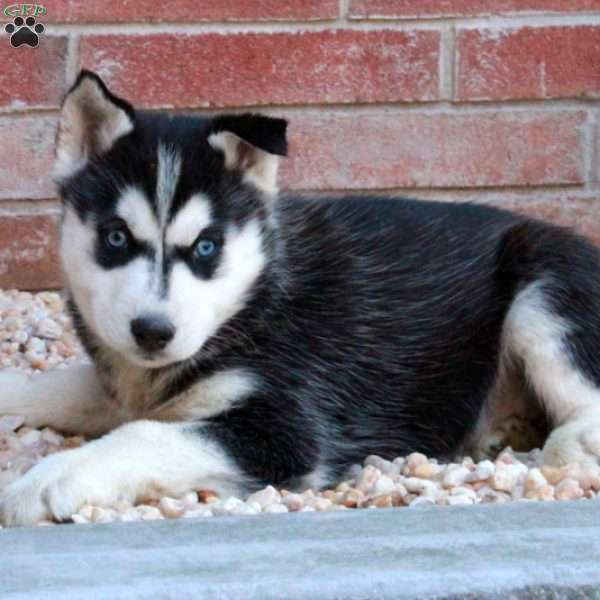 Samantha, Siberian Husky Puppy