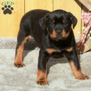 Samantha, Rottweiler Puppy