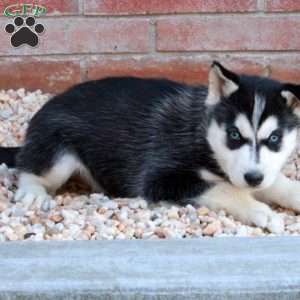 Samantha, Siberian Husky Puppy