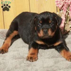 Samantha, Rottweiler Puppy