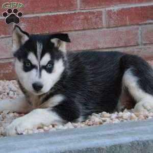 Samantha, Siberian Husky Puppy