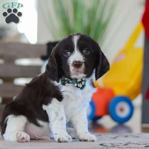 Sammie, English Springer Spaniel Puppy