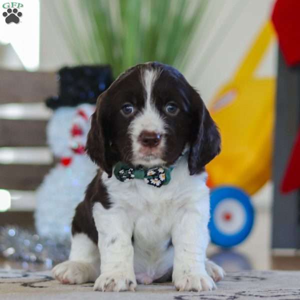 Sammie, English Springer Spaniel Puppy