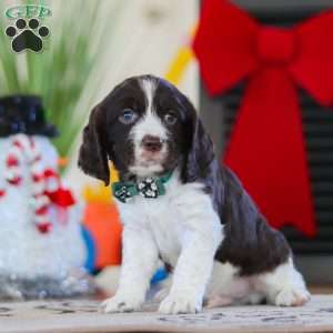 Sammie, English Springer Spaniel Puppy