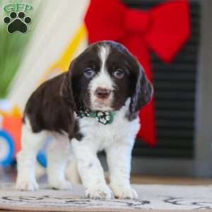 Sammie, English Springer Spaniel Puppy