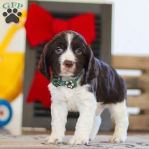 Sammie, English Springer Spaniel Puppy