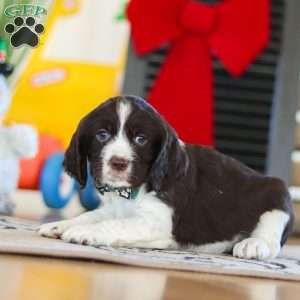 Sammie, English Springer Spaniel Puppy