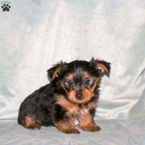 Sammy, Yorkie Puppy