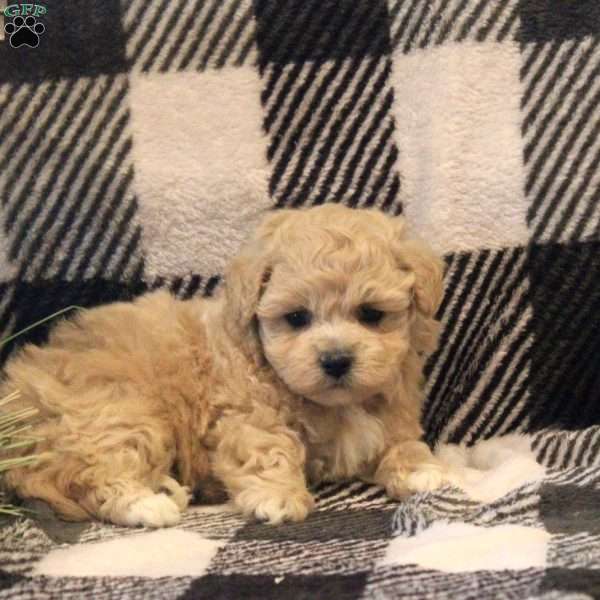 Sammy, Maltipoo Puppy