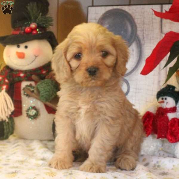 Sammy, Cavapoo Puppy