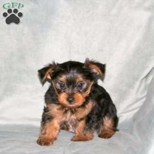 Sammy, Yorkie Puppy