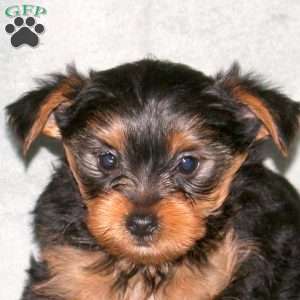 Sammy, Yorkie Puppy