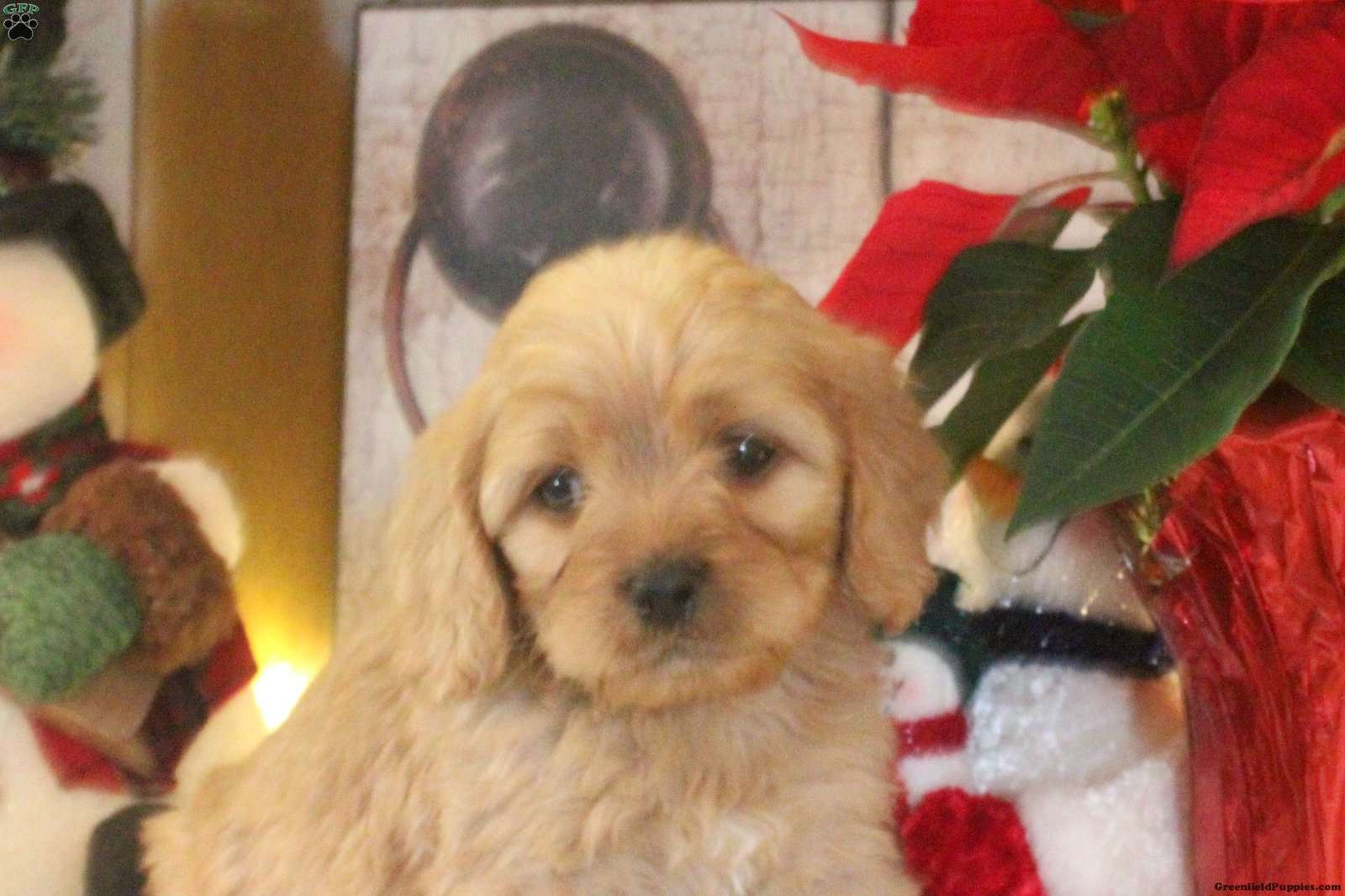 Sammy - Cavapoo Puppy For Sale in Pennsylvania