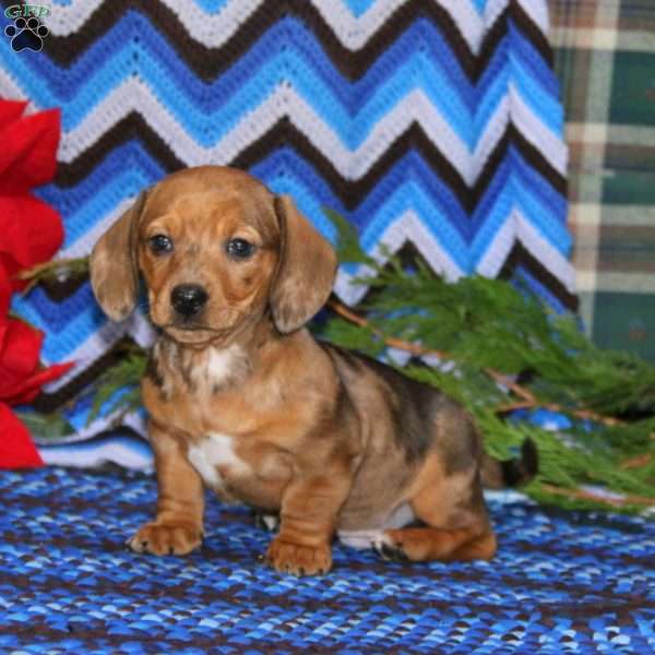 Sammy, Dachshund Puppy